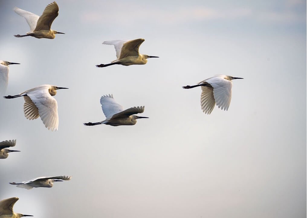 des oiseaux migrateurs