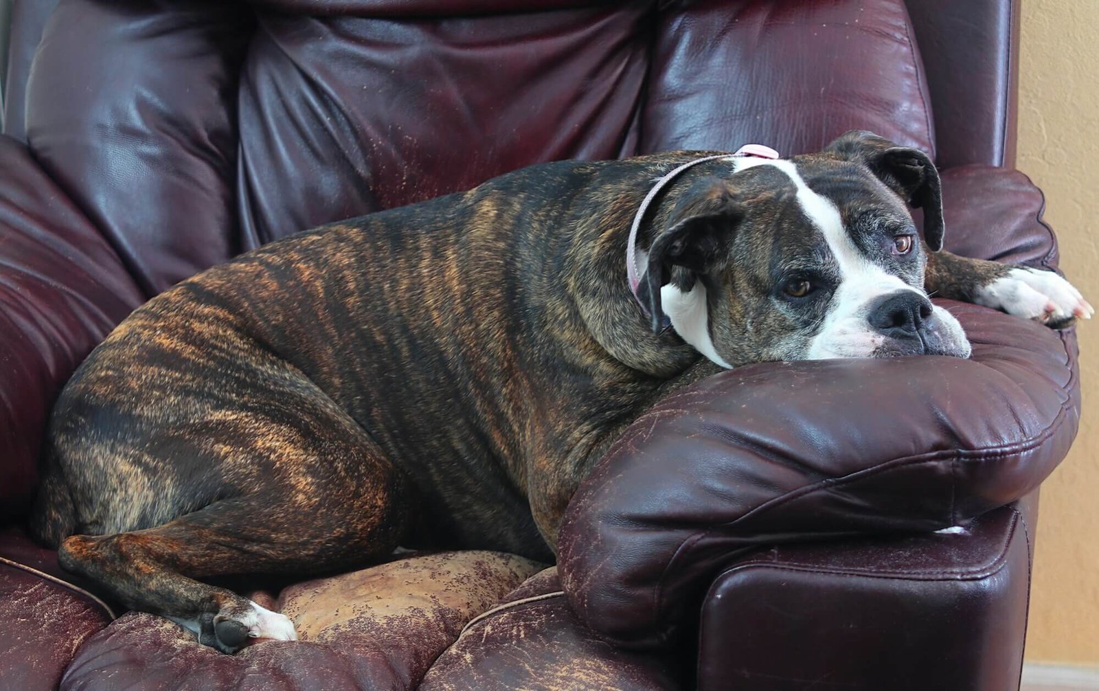 un chien qui dort :que veut dire procrastiner ? Procrastiner La procrastination n'est pas simplement une question de gestion du temps, mais souvent une stratégie pour éviter des émotions négatives associées à certaines tâches.
